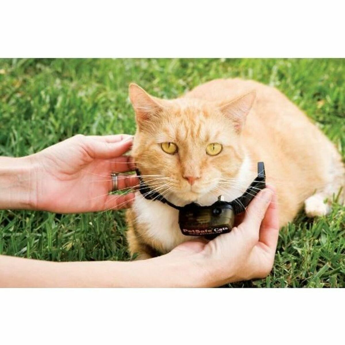 Collar para Gato PetSafe Prf-3004xw-20  Comprati.