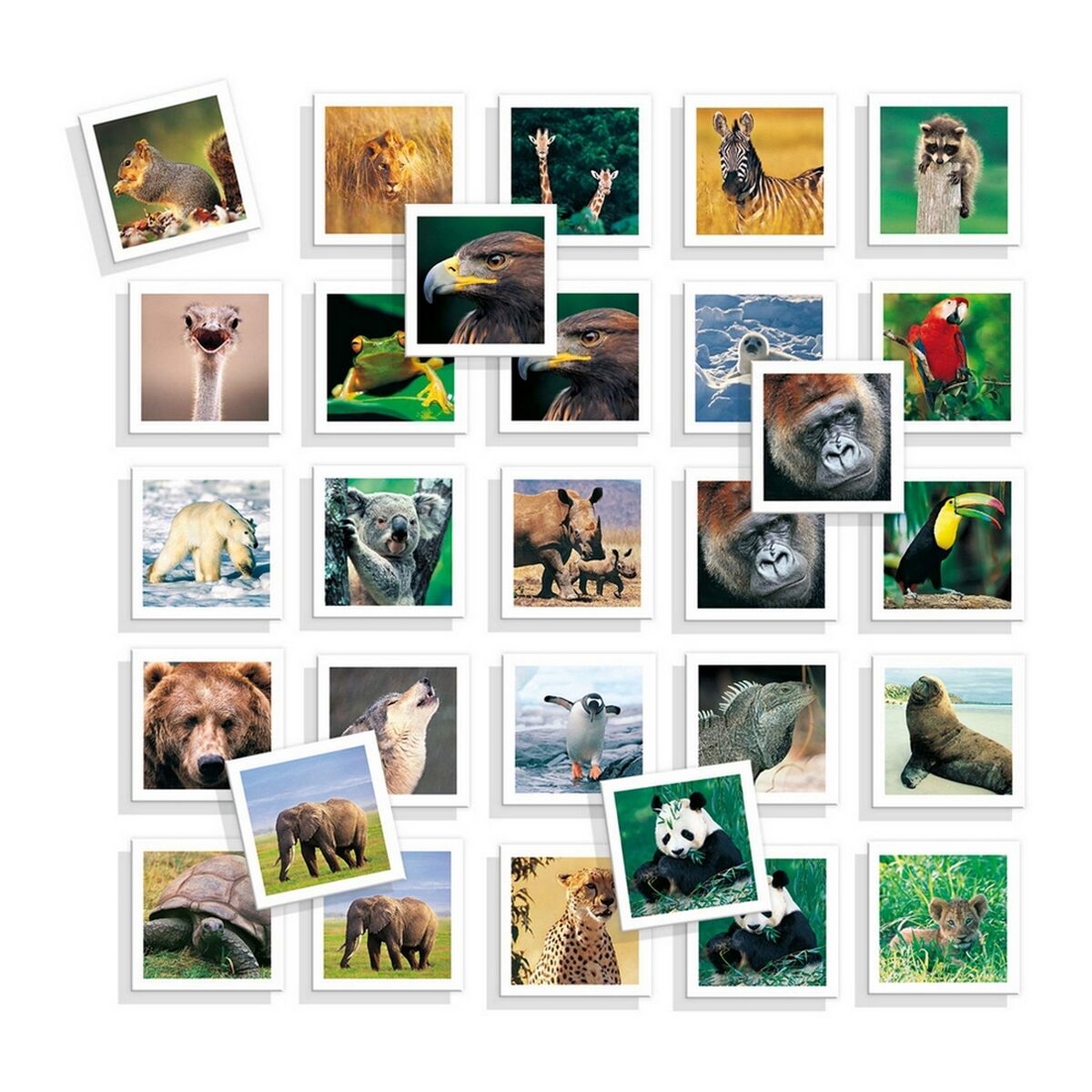 Juego Educativo Diset Memo Photo Animales 54 Piezas  Comprati.