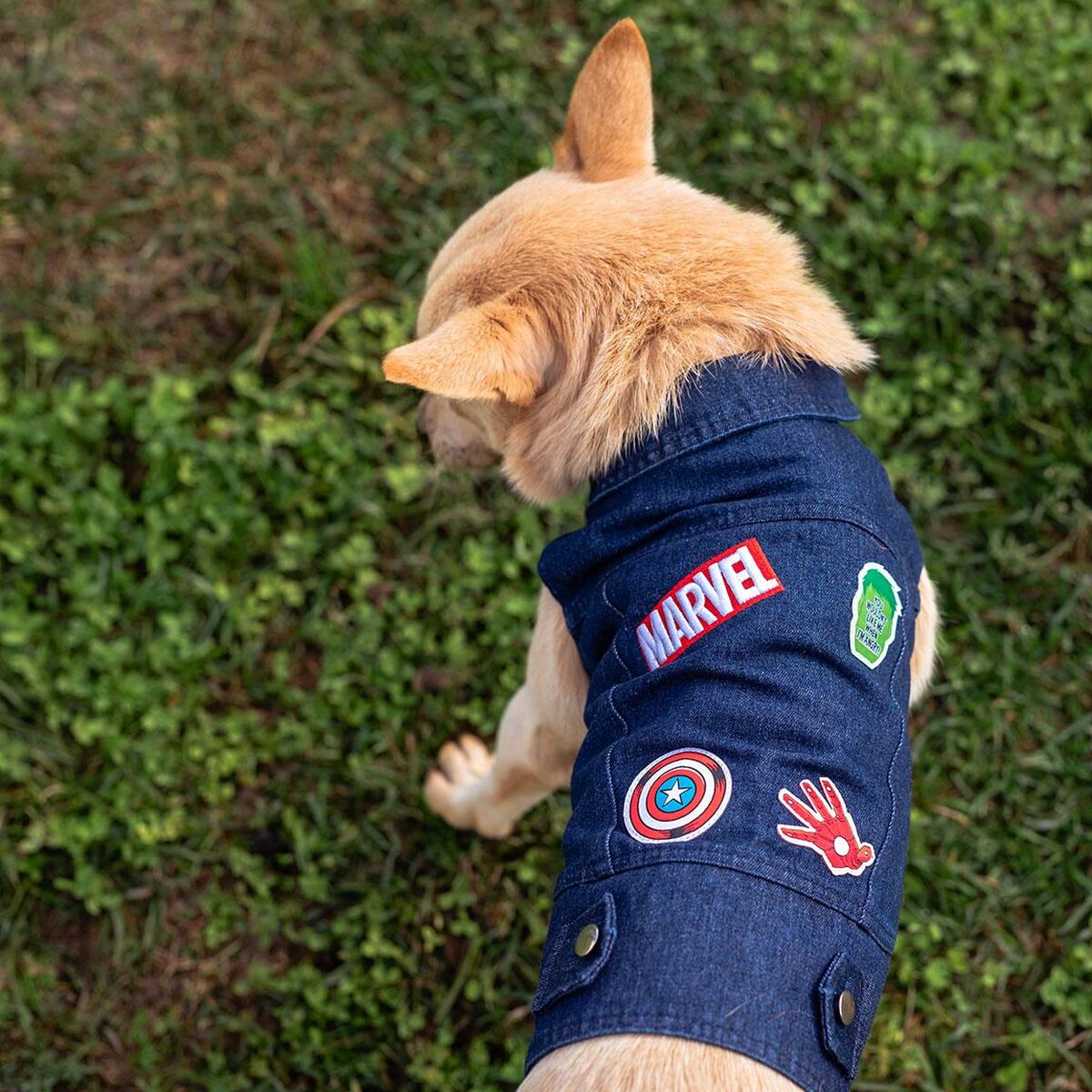 Chaqueta para Perro Marvel Azul XS  Comprati.