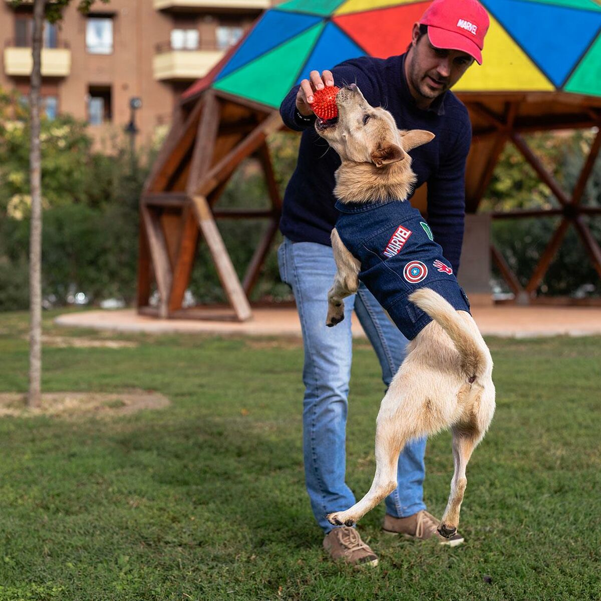 Chaqueta para Perro Marvel Azul S  Comprati.