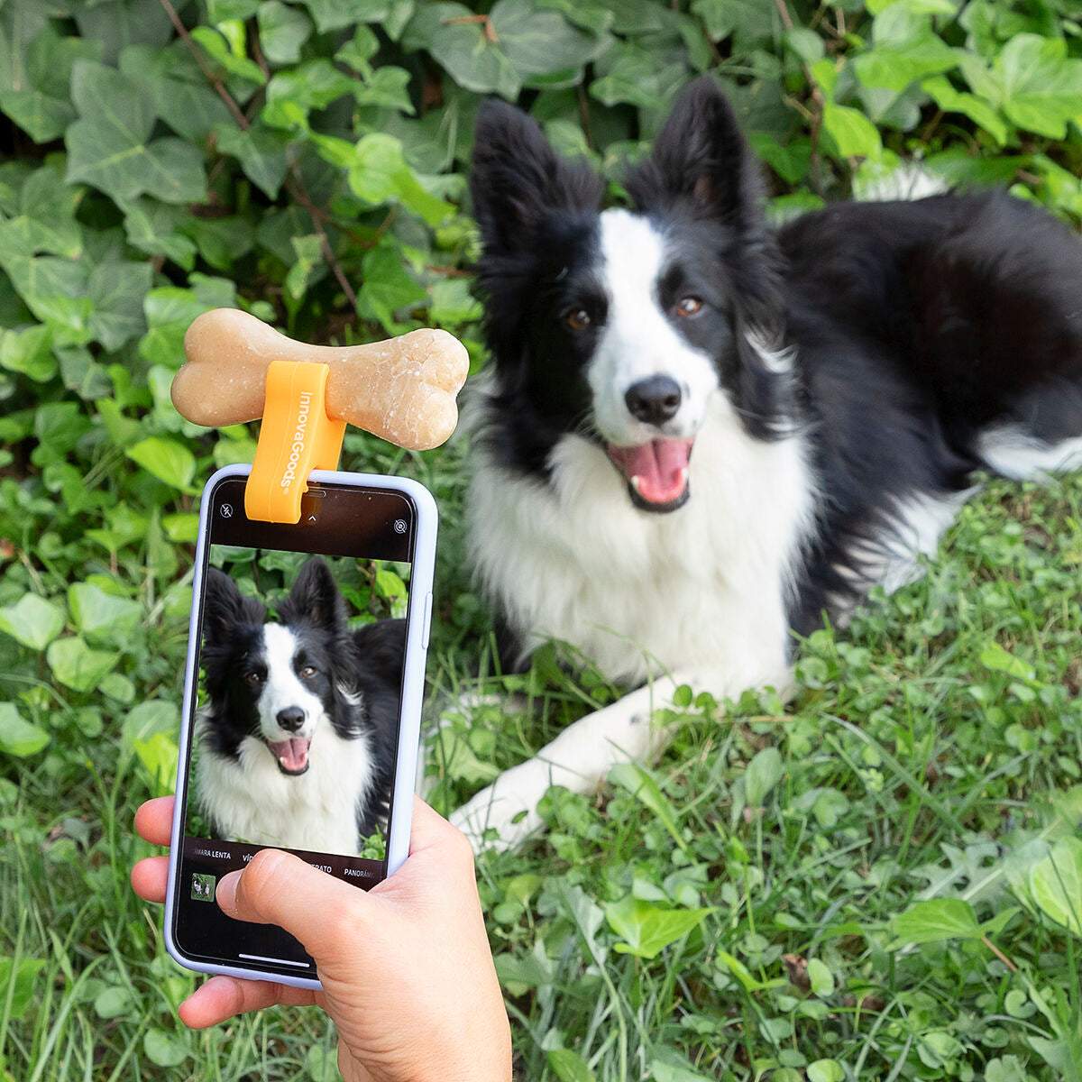 Clip de Selfies para Mascotas Pefie InnovaGoods  Comprati.